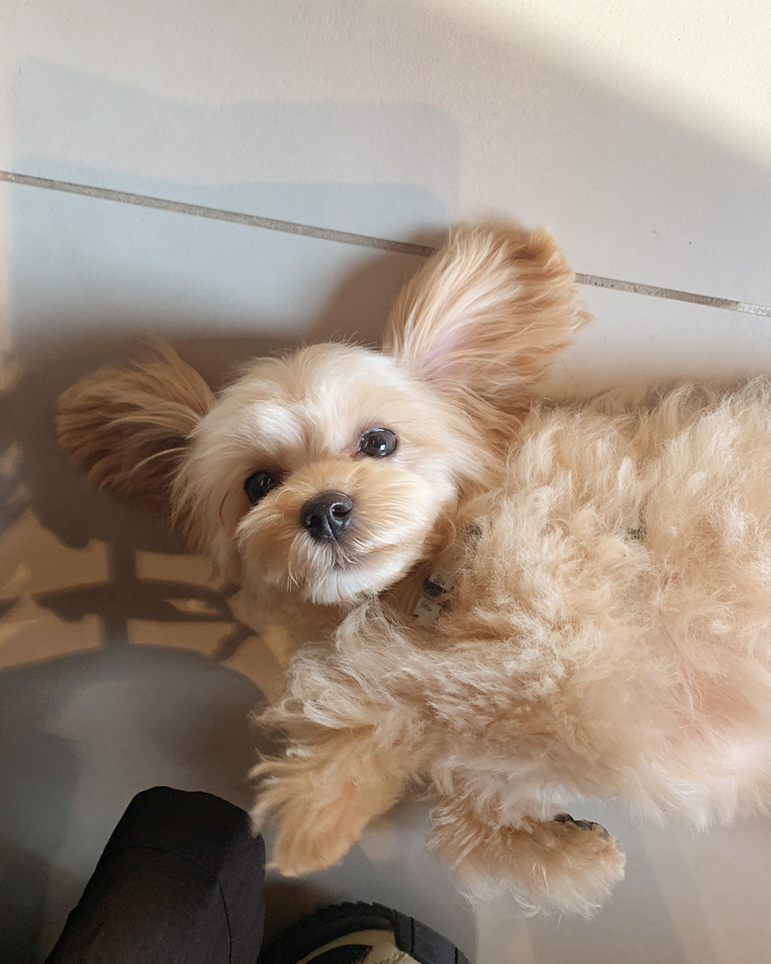 お店にいる看板犬Kukie