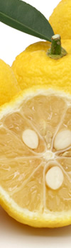 Yuzu 柚子