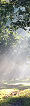 Shaft of Light 光芒